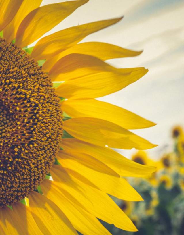 Sunflowers in Manhattan