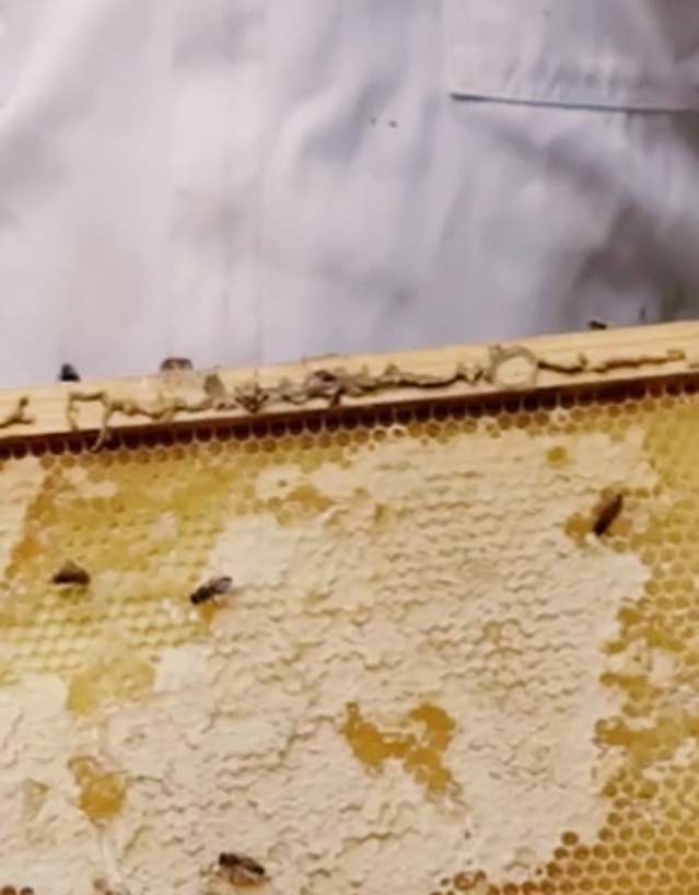 Zoomed in Thumbnail for Sandy Springs beekeeping mayor