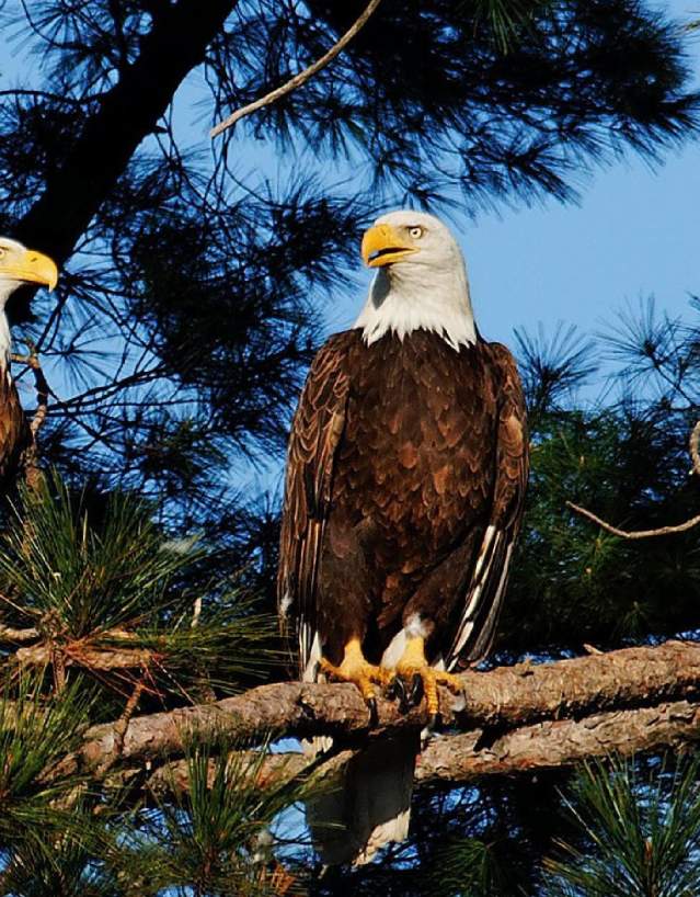 Two eagles in a tree at Schmeeckle Reserve in Stevens Point, WI