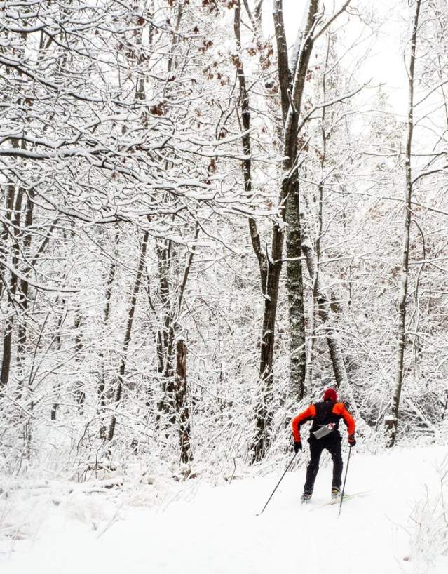 Skiing, cross country, winter, cold, snow
