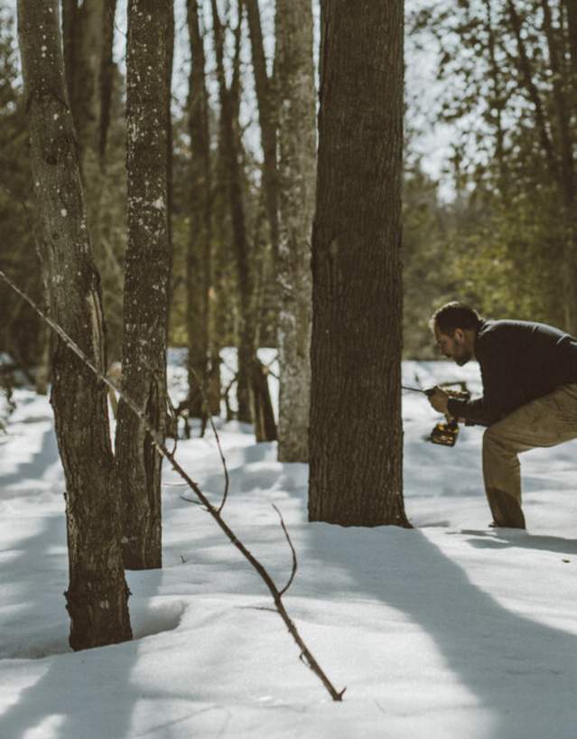 Jeremy Solin of Tapped Maple Syrup taps a maple tree using an electric drill.