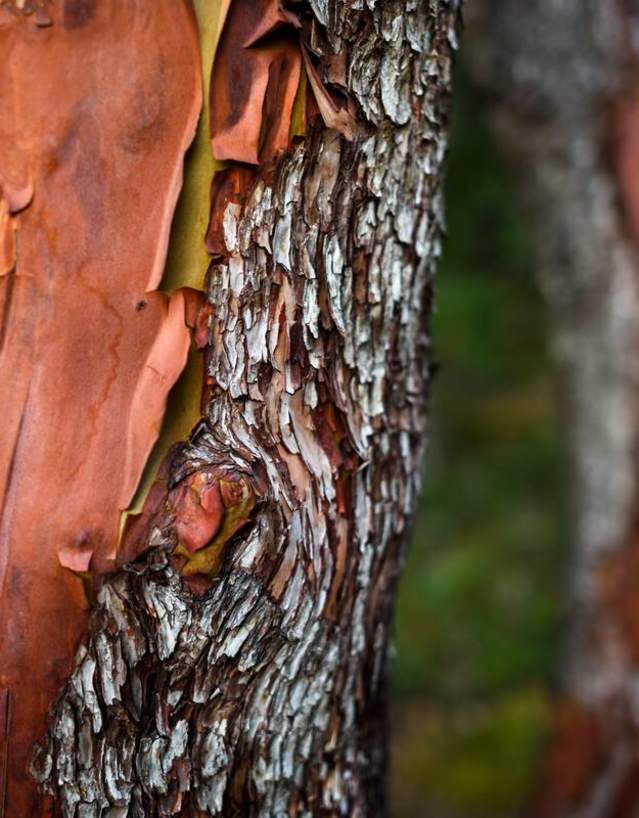 A close-up of the reddish bark on an arbutus tree.