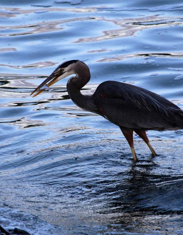 A blue heron stands in the water with a small fish in its mouth.