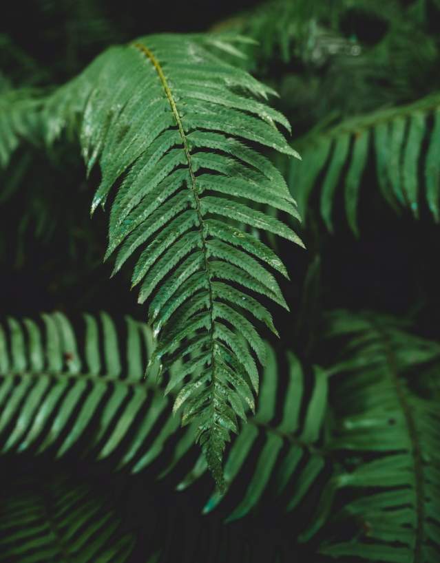 A close-up shot of some green ferns.