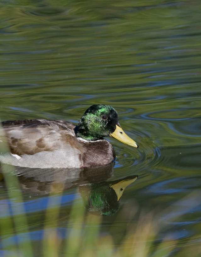 A male Mallard swims in a lake.