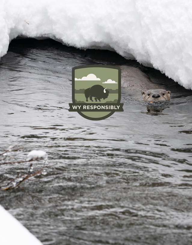 Winter Wildlife Safety, WY Responsibly