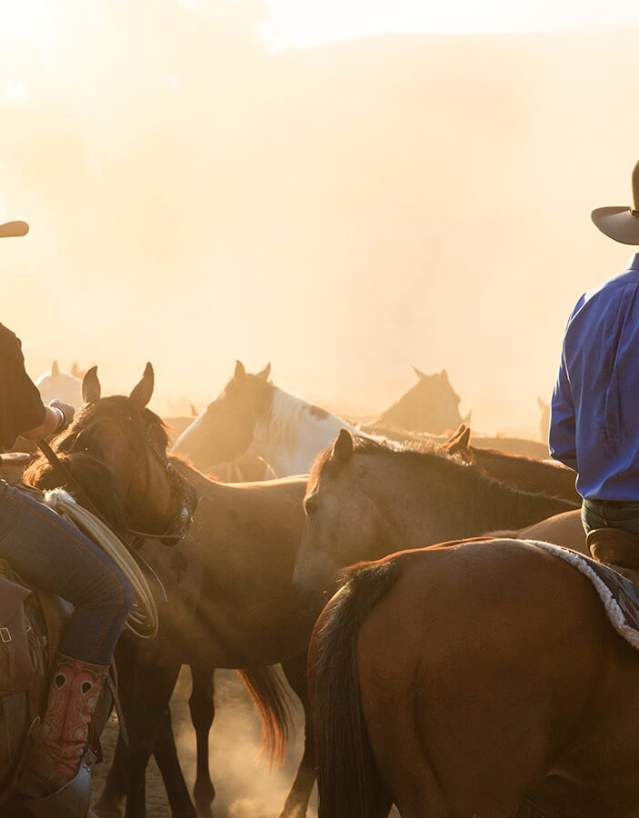 Cowboy and cowgirl on horseback in a herd of horses at sunset.