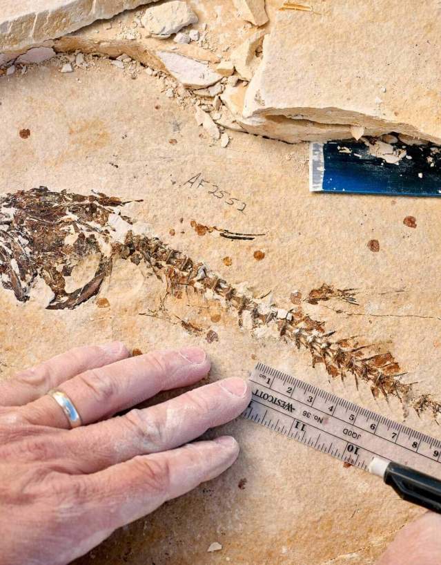 Hand placed over ruler measuring a fossil inside a rock