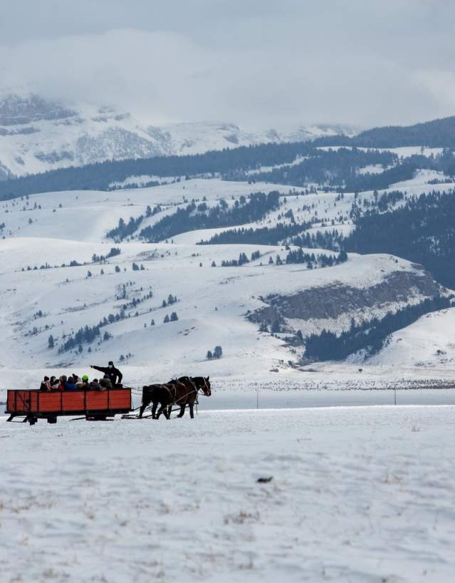 Visitors on a horse-drawn sleigh ride through the National Elk Refuge in Jackson Hole, Teton County, Wyoming.
