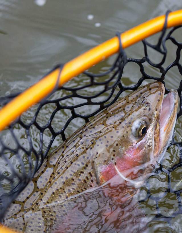 Fish caught in a net in water.