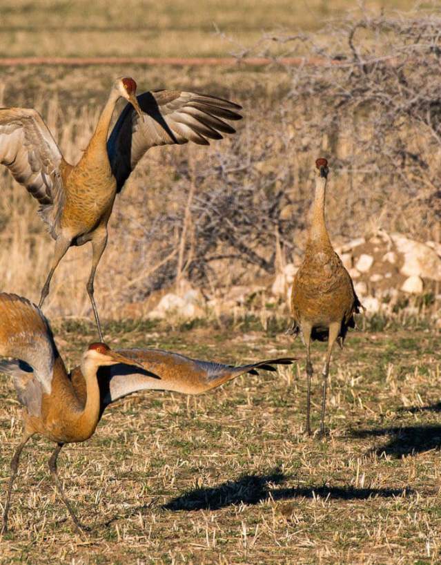 Best Birding Sites In Minnesota 