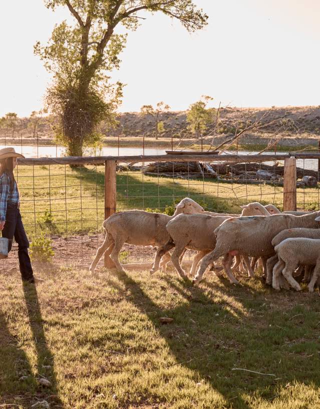 Taylor Thoman walking behind sheep