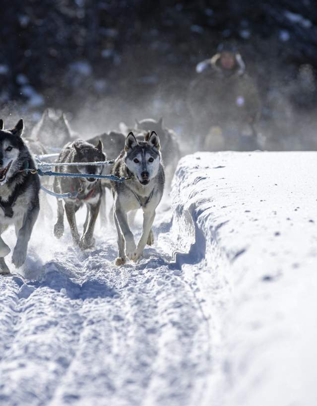 Dog sled team pulling a sled through a snowy trail near Togwotee Pass in Wyoming.