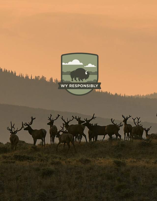 Keep your distance, keep them wild