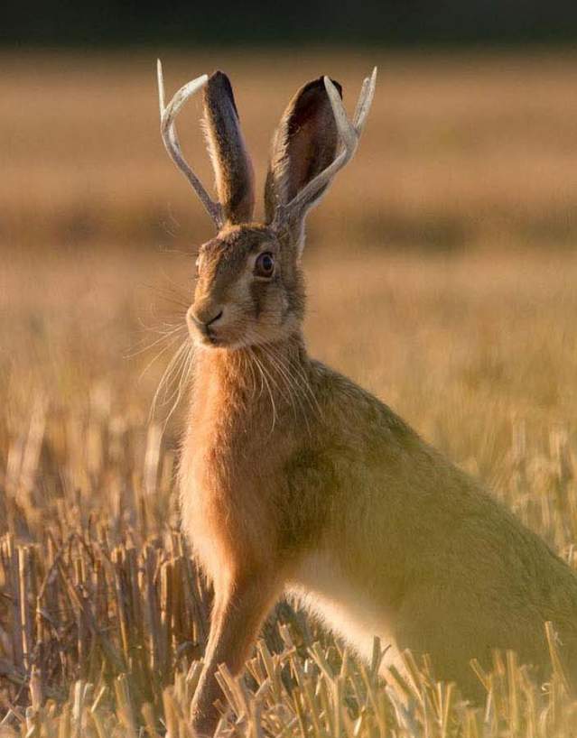 Jackalope