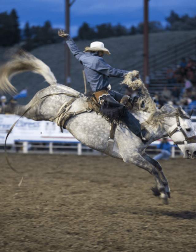 A cowboy rides a bronco at a Wyoming Rodeo.