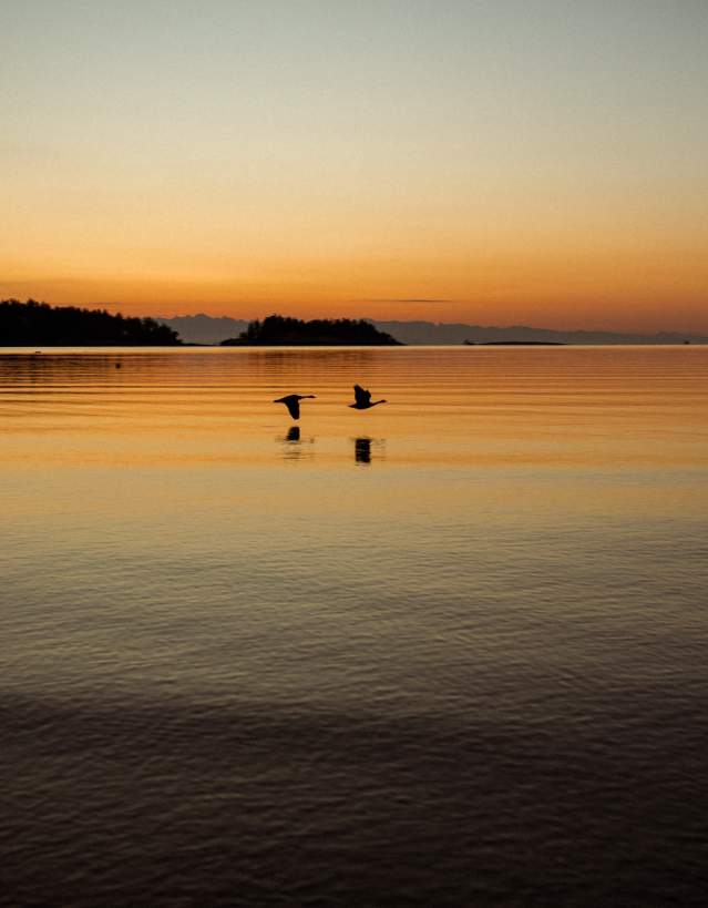 Two birds flying low over calm water at sunset.
