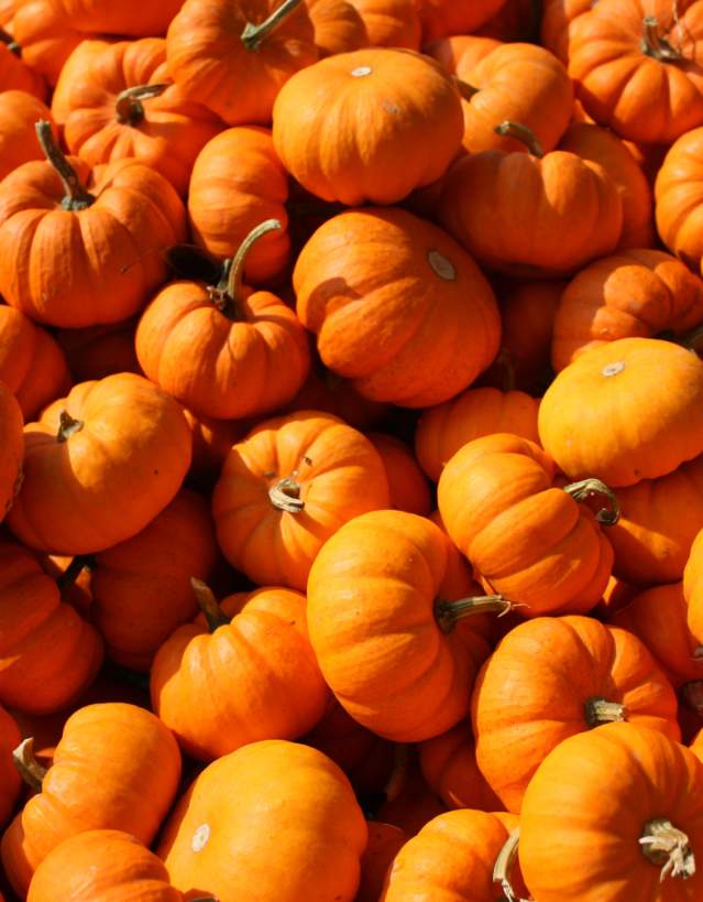 Pumpkin_Stock