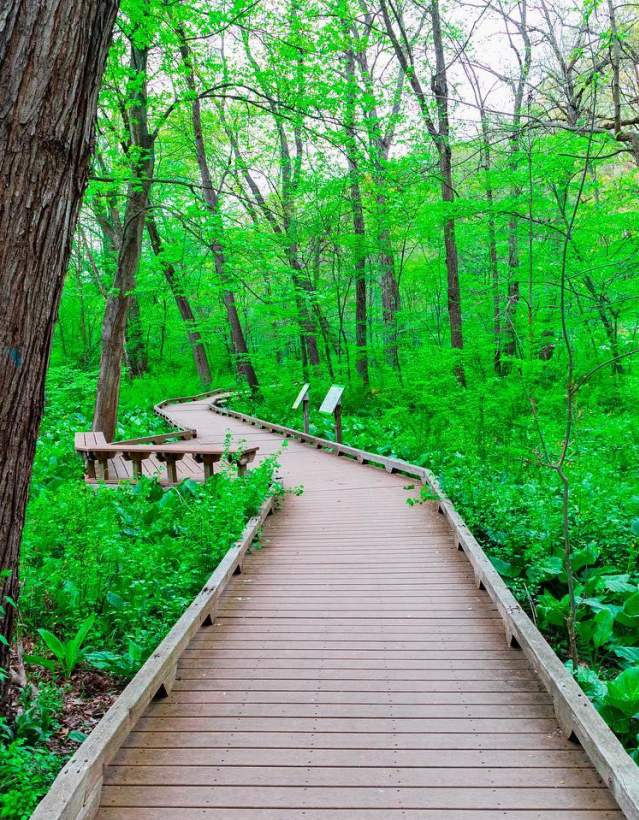 Wooden walking path through greenery in woods