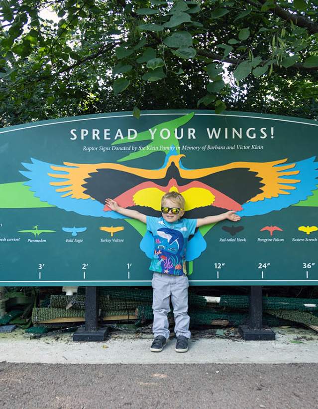 Small boy stretching arms in front of wingspan image