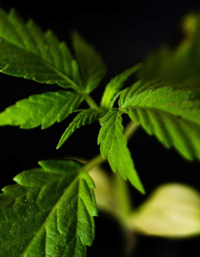 Cannabis plant