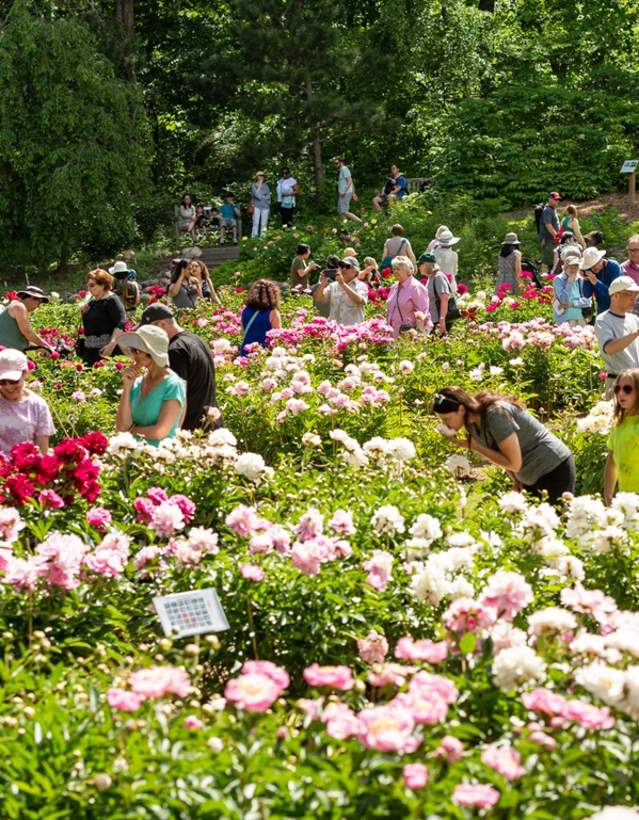 Garden of blooming peonies.  People walk by and take pictures admiring the flowers.