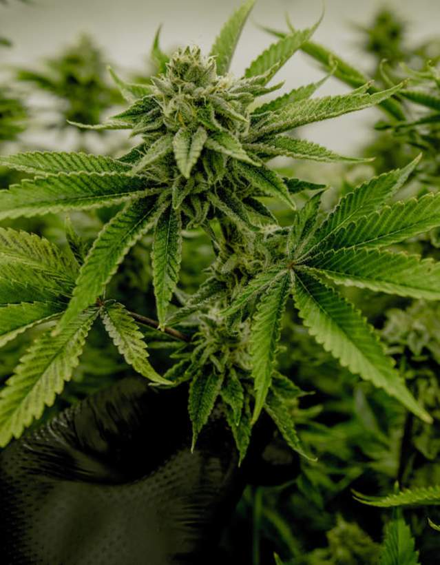 Marijuana 101: Cannabis in Ann Arbor