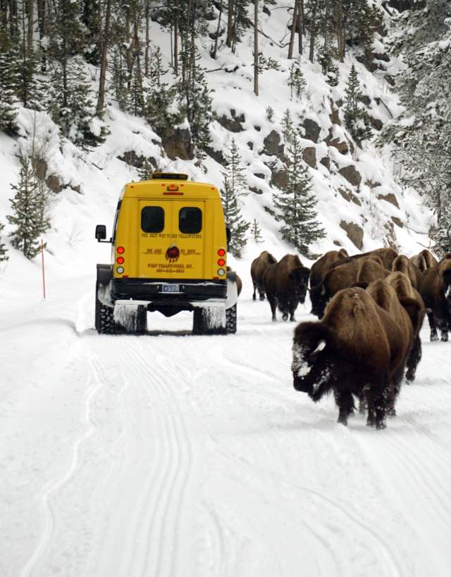 Yellowstone Snowcoach Tour