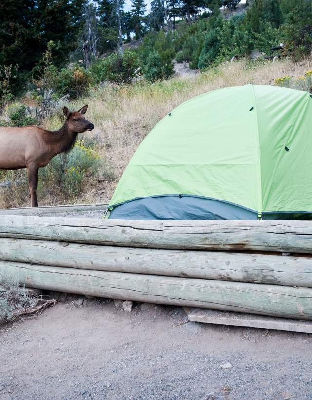 Camping in YNP