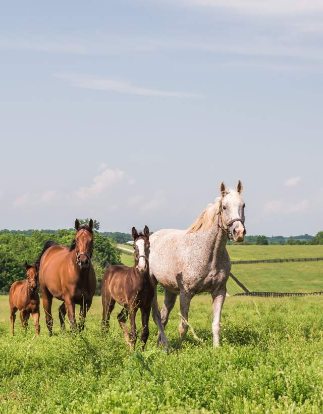 Darby-Dan-Horse-Country