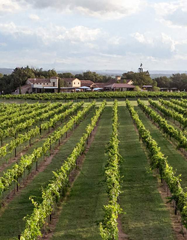 Sprawling grape vines with a winery and hill country views in the background.