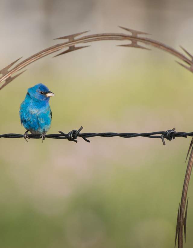 Indigo Bunting bird perched on a piece of barbed wire