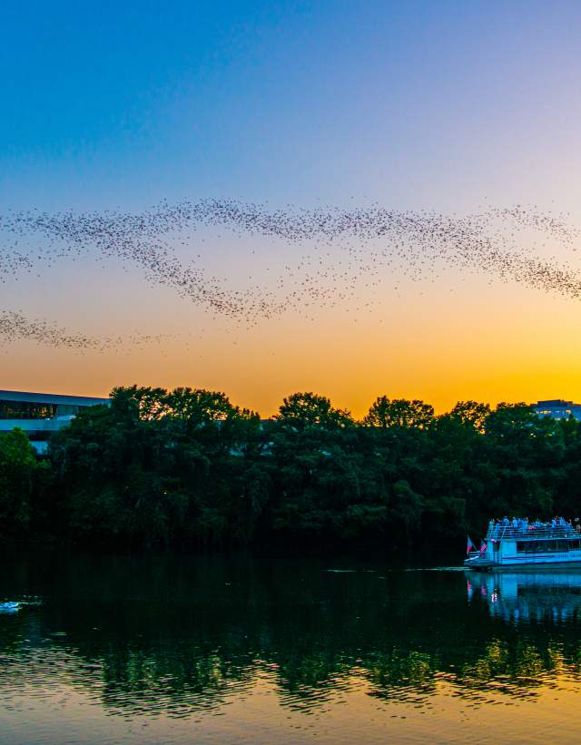 Image of Lady Bird Lake at sunset with a cloud of bats flying across the sky with a tour boat floating on the water below.