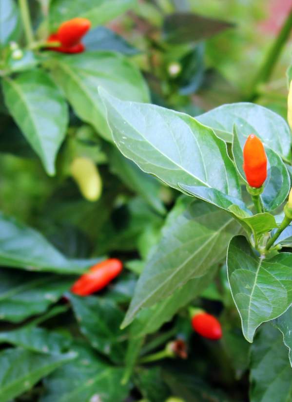 Peppers