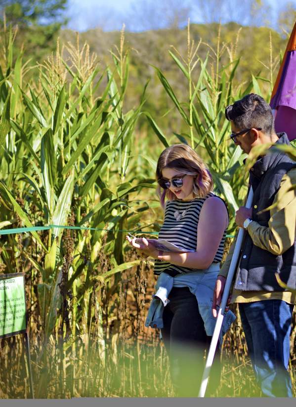 Amazing Maize Maze