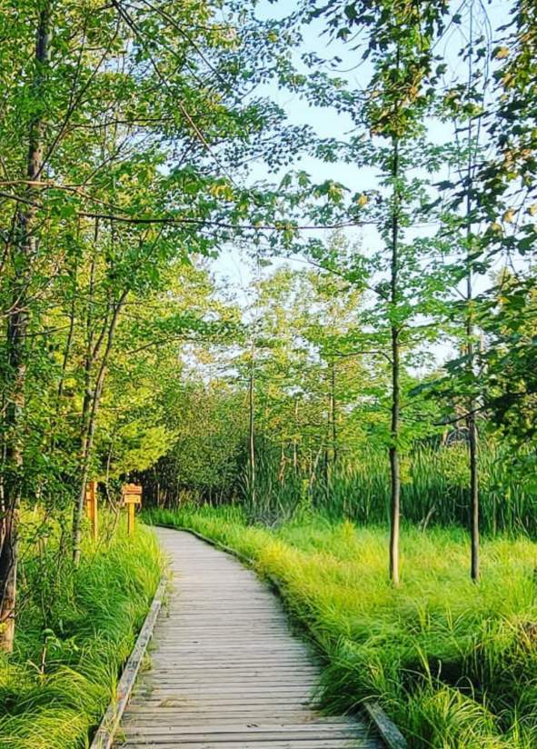 Take a summer hike in the Stevens Point Area along the picturesque Green Circle Trail.