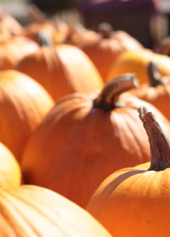 Fall means trips for pumpkins in the Stevens Point Area.
