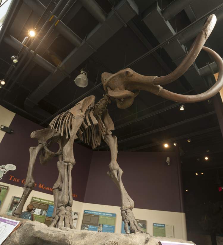 Mammoth skeleton at the Kenosha Public Museum