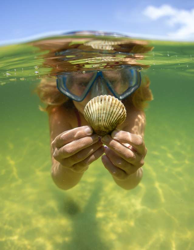A young girl scallops in St. Joseph Bay