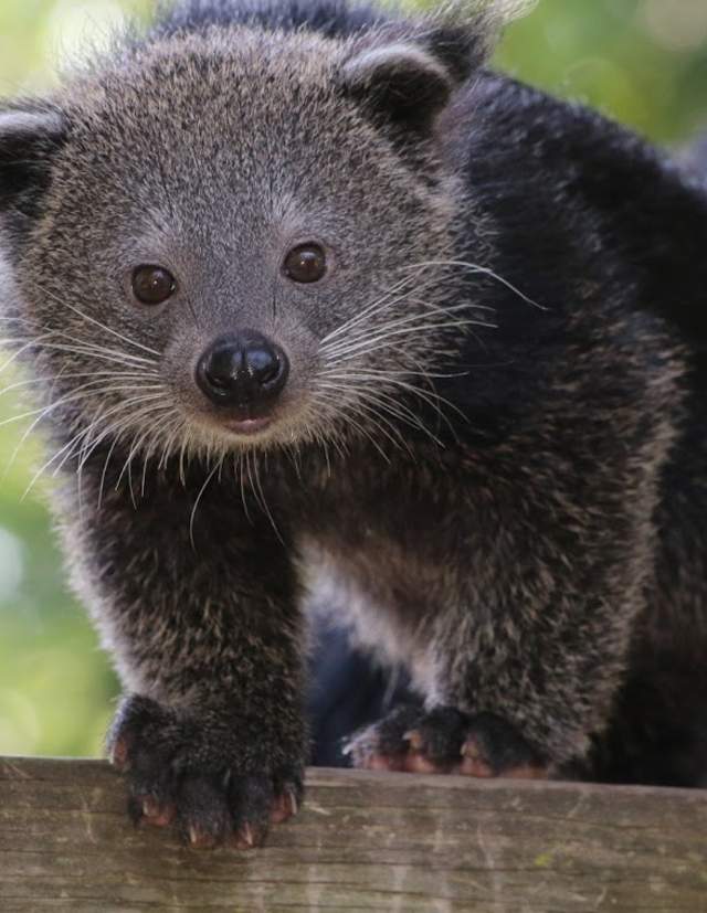 A curious Binturong greets visitors at the Roger Williams Park Zoo in Providence RI