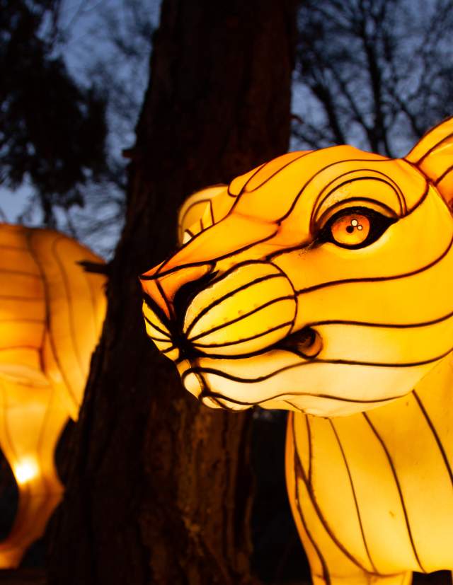 Larger-Than-Life Illuminated Experience Shines Bright at Roger Williams Park Zoo