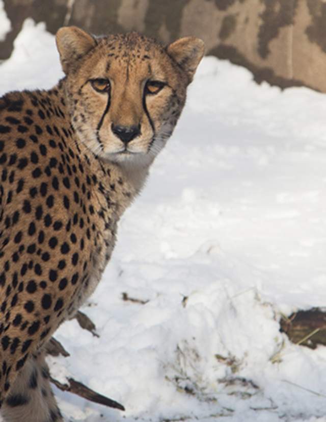 Cheetah among the snow at the Zoo in winter