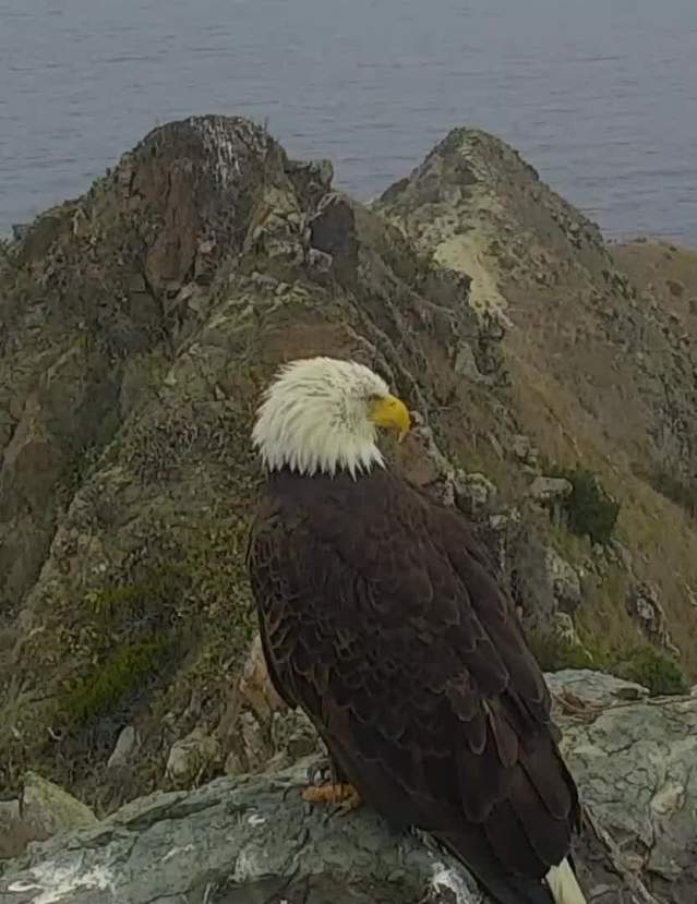 Eagle Webcam Catalina Island