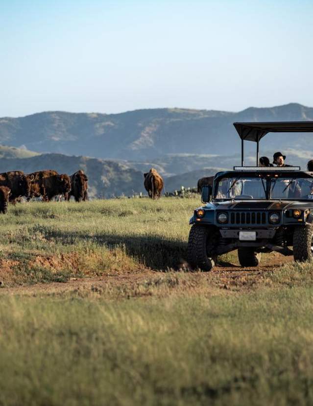 Bison tour