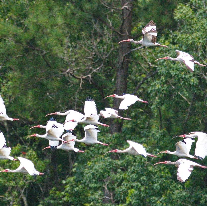 Fall Winter Day Trips From Houston Seasonal Events Activities