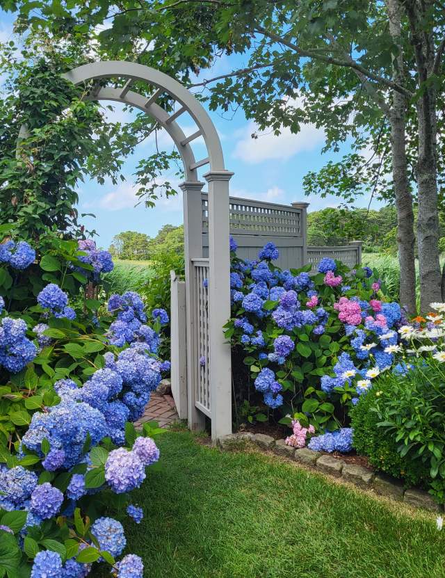 Hydrangea Fest Main Image