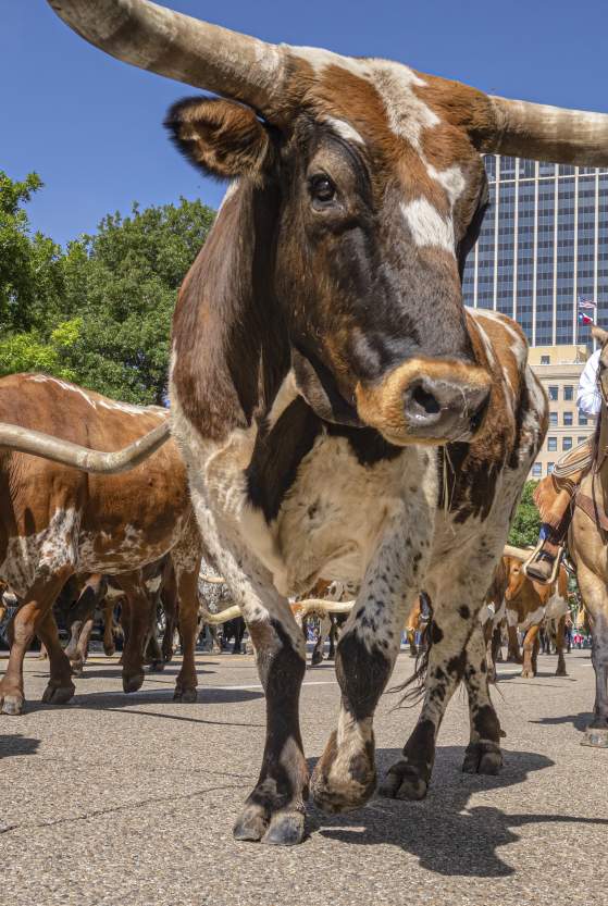 Longhorn in the middle of downtown Amarillo