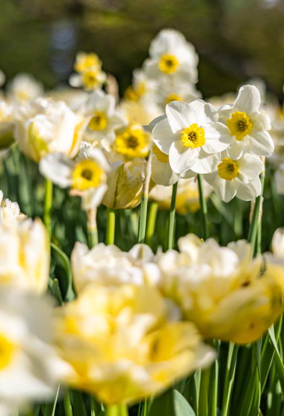 Longwood Spring Blooms