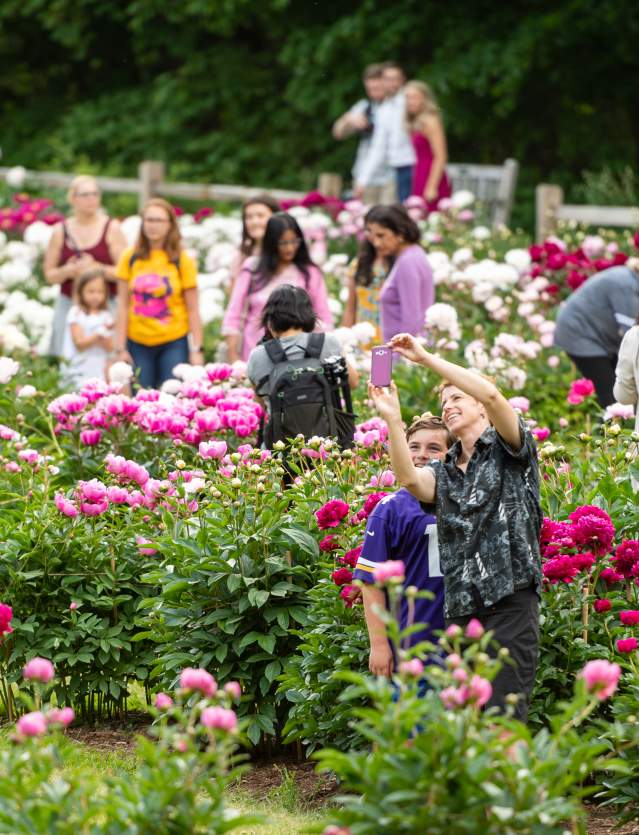 Choose Your Peony Path in Ann Arbor