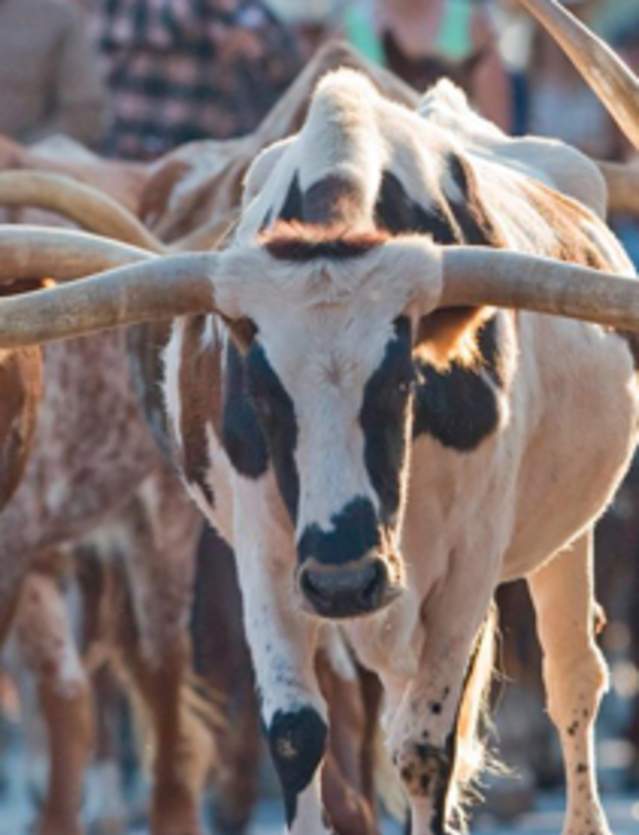 the herd